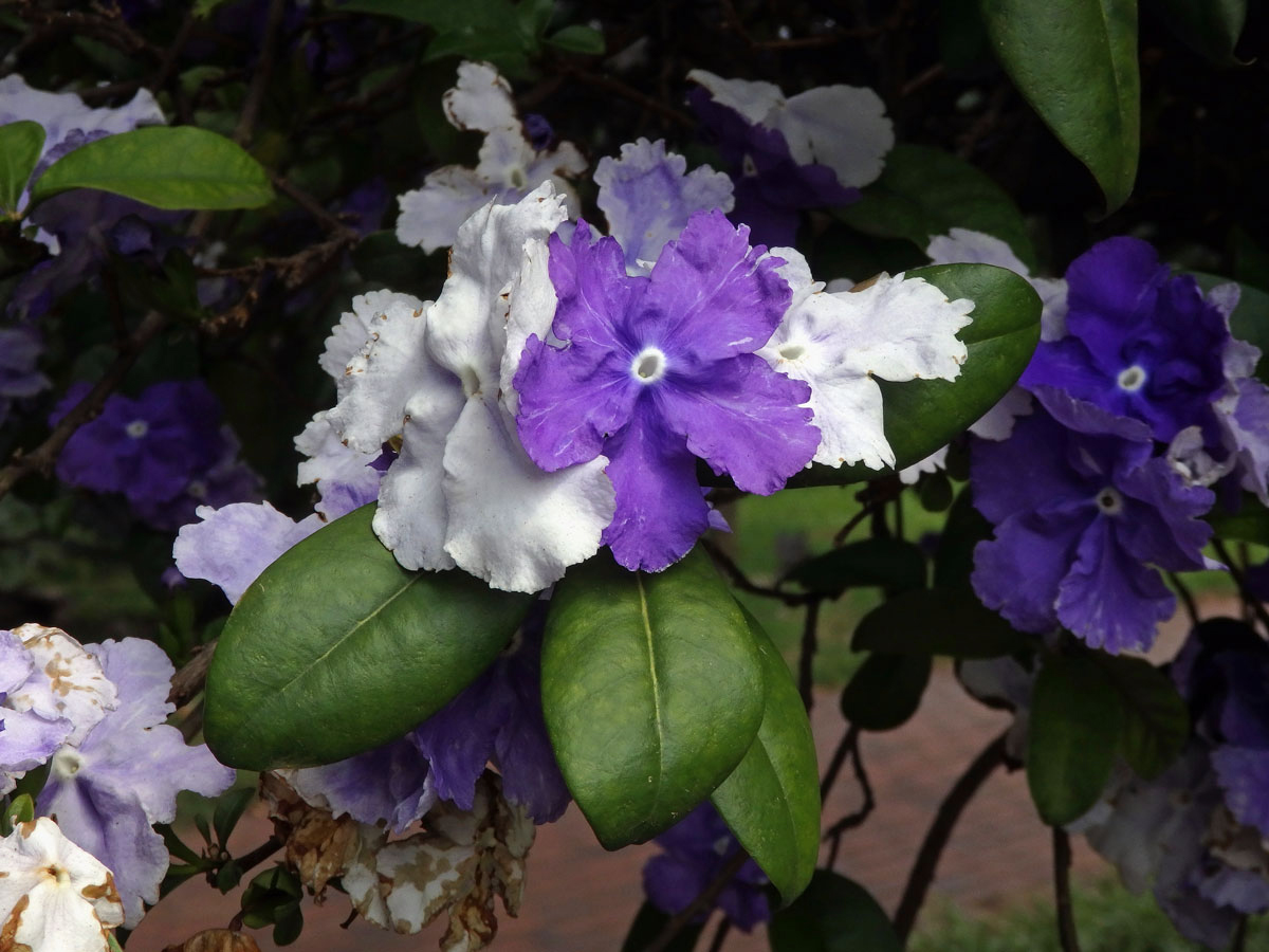 Brunfelsia grandiflora D. Don