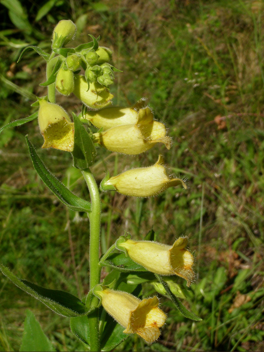 Náprstník velkokvětý (Digitalis grandiflora Mill.)