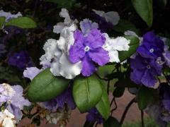 Brunfelsia grandiflora D. Don 