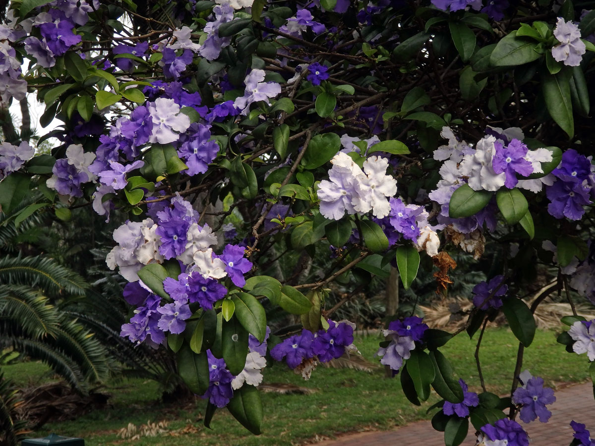 Brunfelsia grandiflora D. Don