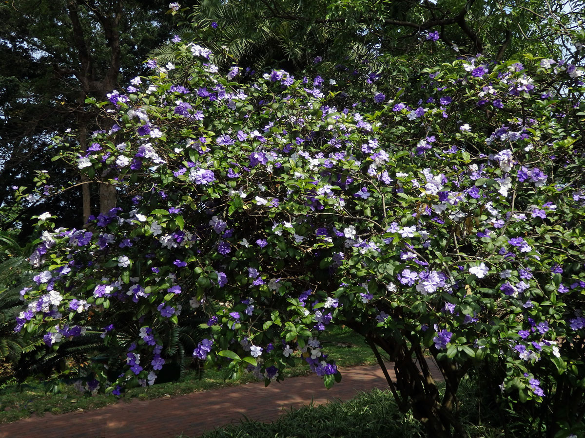 Brunfelsia grandiflora D. Don