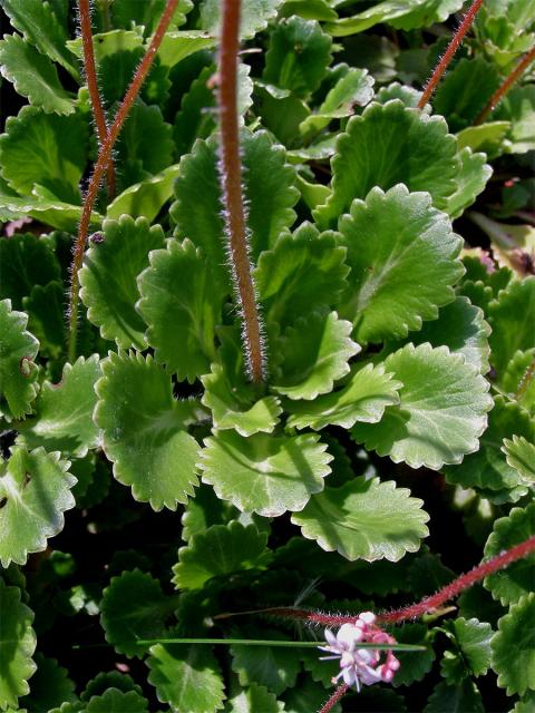 Lomikámen městský (Saxifraga x urbium D. A. Webb)