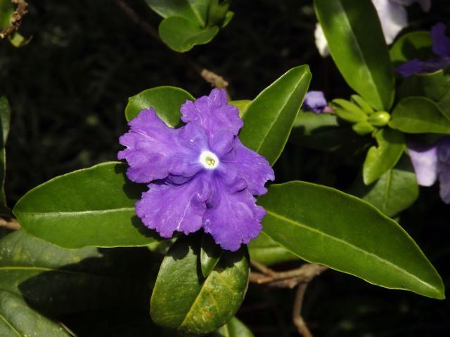 Brunfelsia grandiflora D. Don