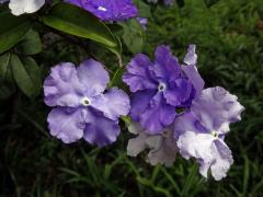 Brunfelsia grandiflora D. Don