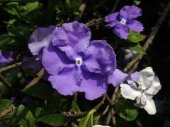 Brunfelsia grandiflora D. Don