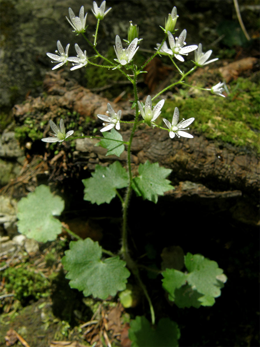 Lomikámen okrouhlolistý (Saxifraga rotundifolia L.)