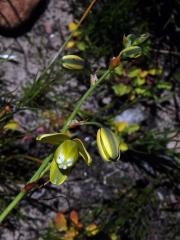 Albuca flaccida Jacq.