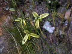 Albuca flaccida Jacq.