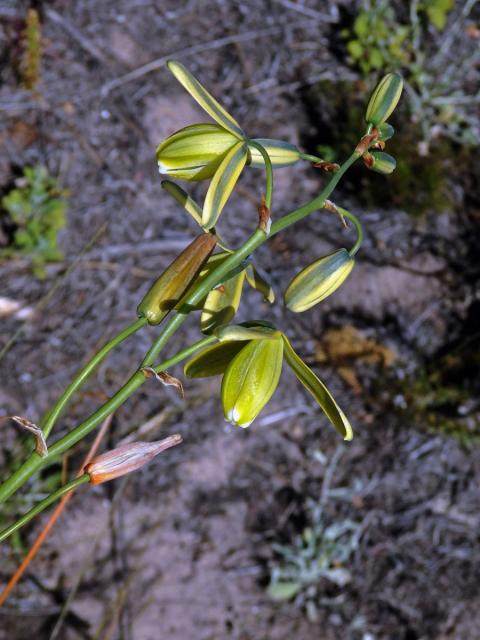 Albuca flaccida Jacq.