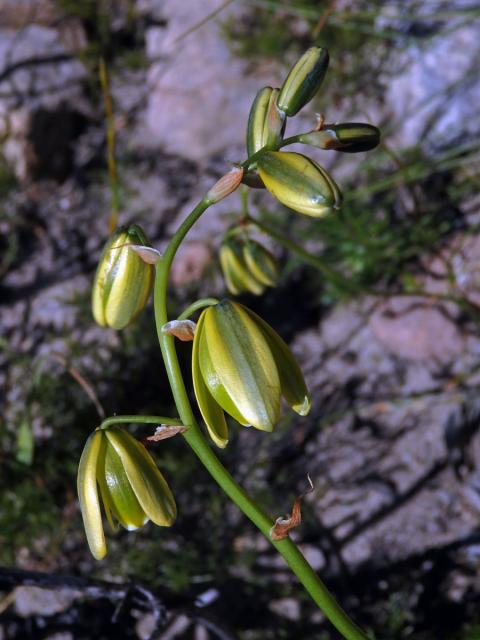 Albuca flaccida Jacq.