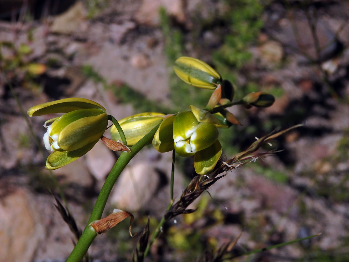 Albuca flaccida Jacq.