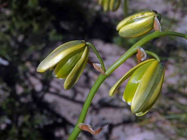 Albuca flaccida Jacq.