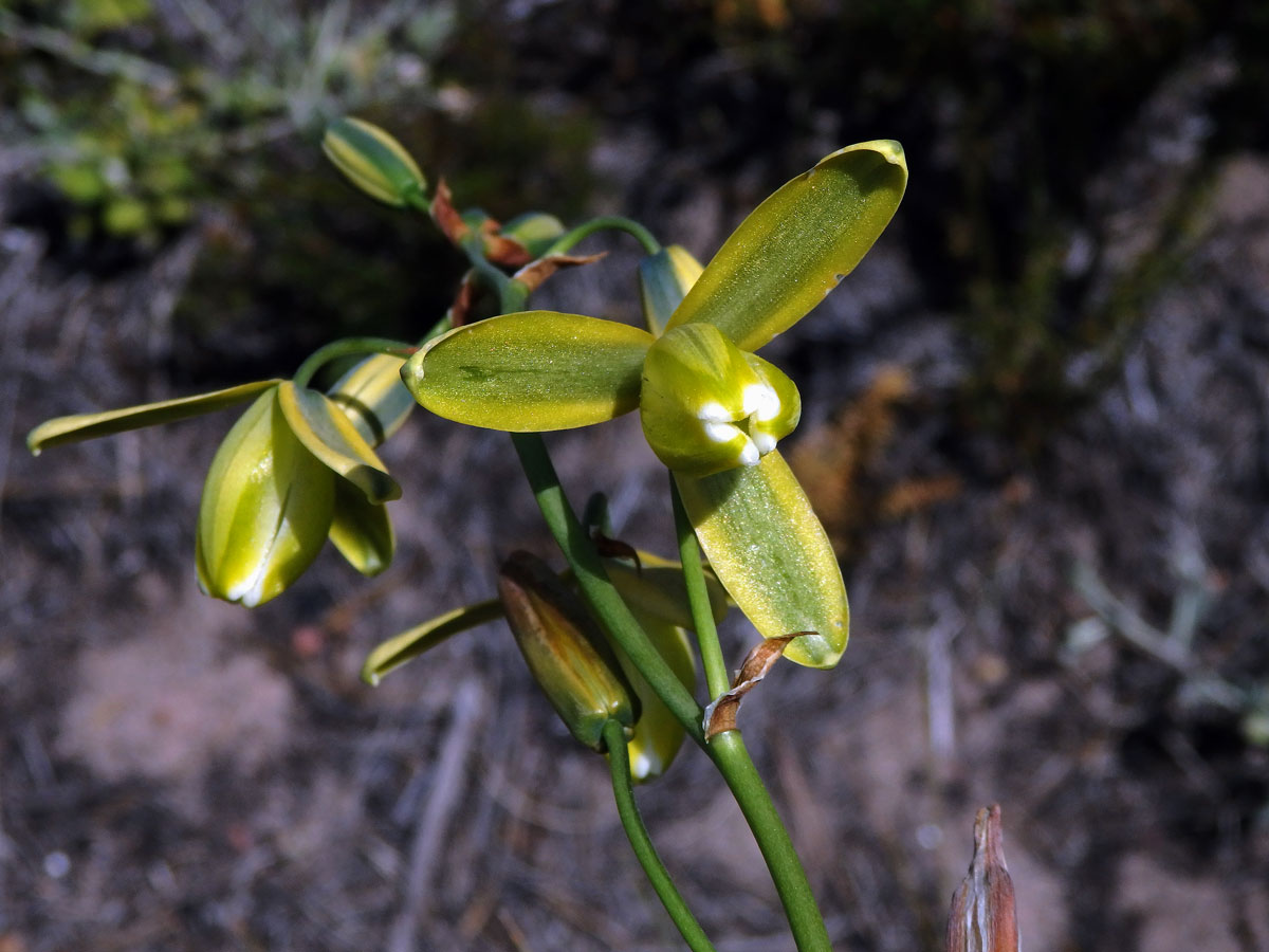 Albuca flaccida Jacq.