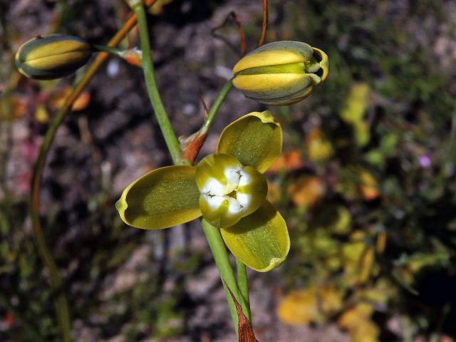 Albuca flaccida Jacq.