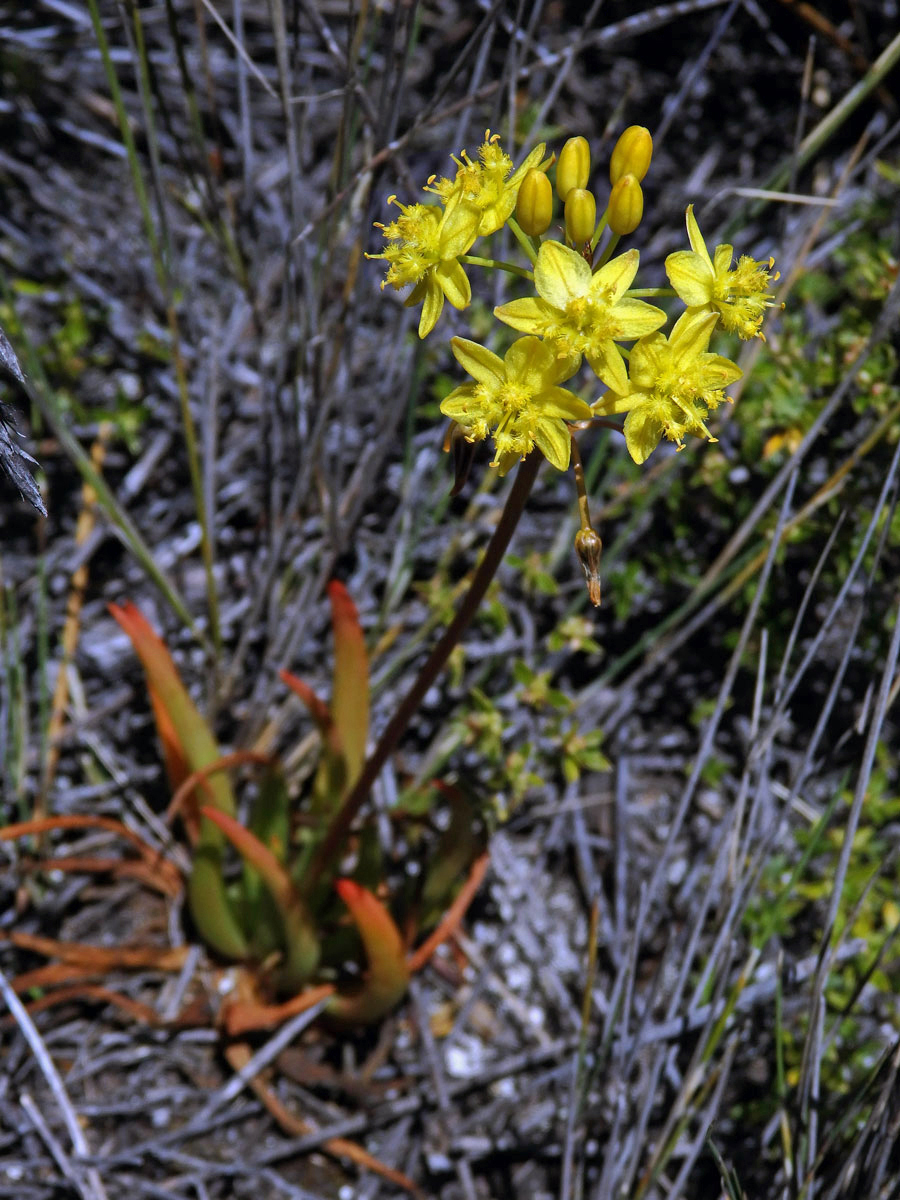 Bulbine alooides (L.) Willd.