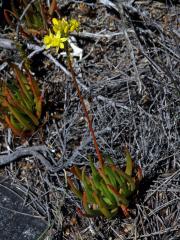 Bulbine alooides (L.) Willd.