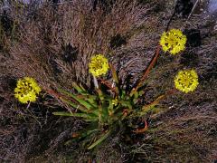 Bulbine alooides (L.) Willd.