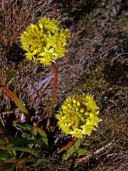 Bulbine alooides (L.) Willd.