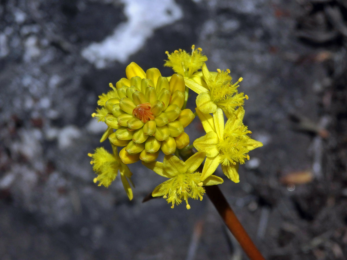 Bulbine alooides (L.) Willd.