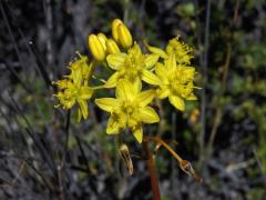 Bulbine alooides (L.) Willd.