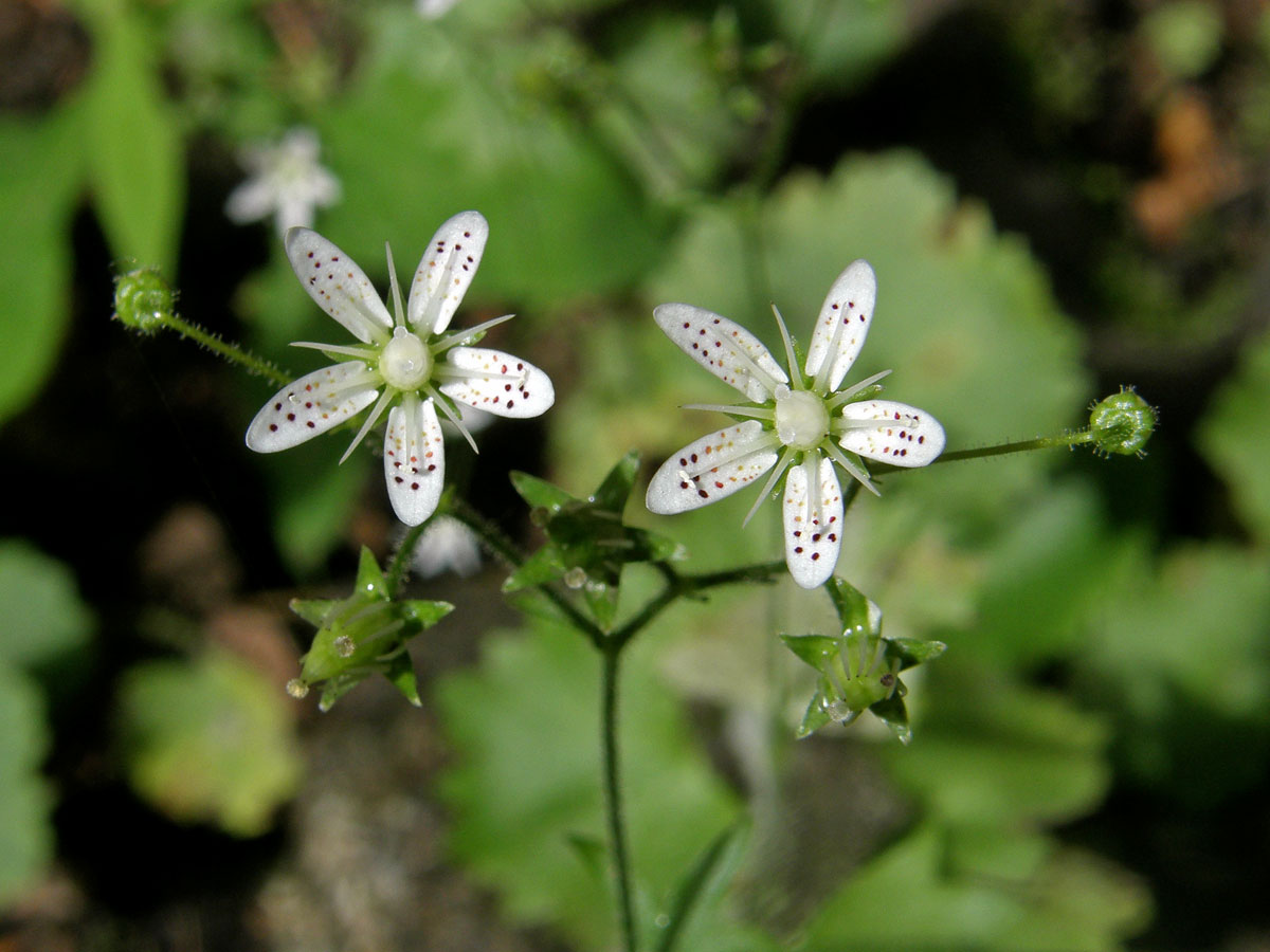 Lomikámen okrouhlolistý (Saxifraga rotundifolia L.)