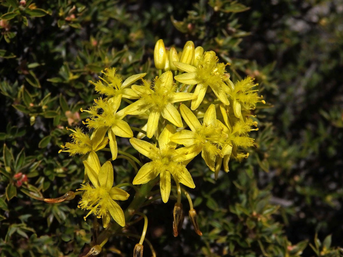 Bulbine alooides (L.) Willd.