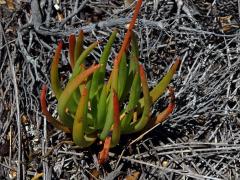 Bulbine alooides (L.) Willd.