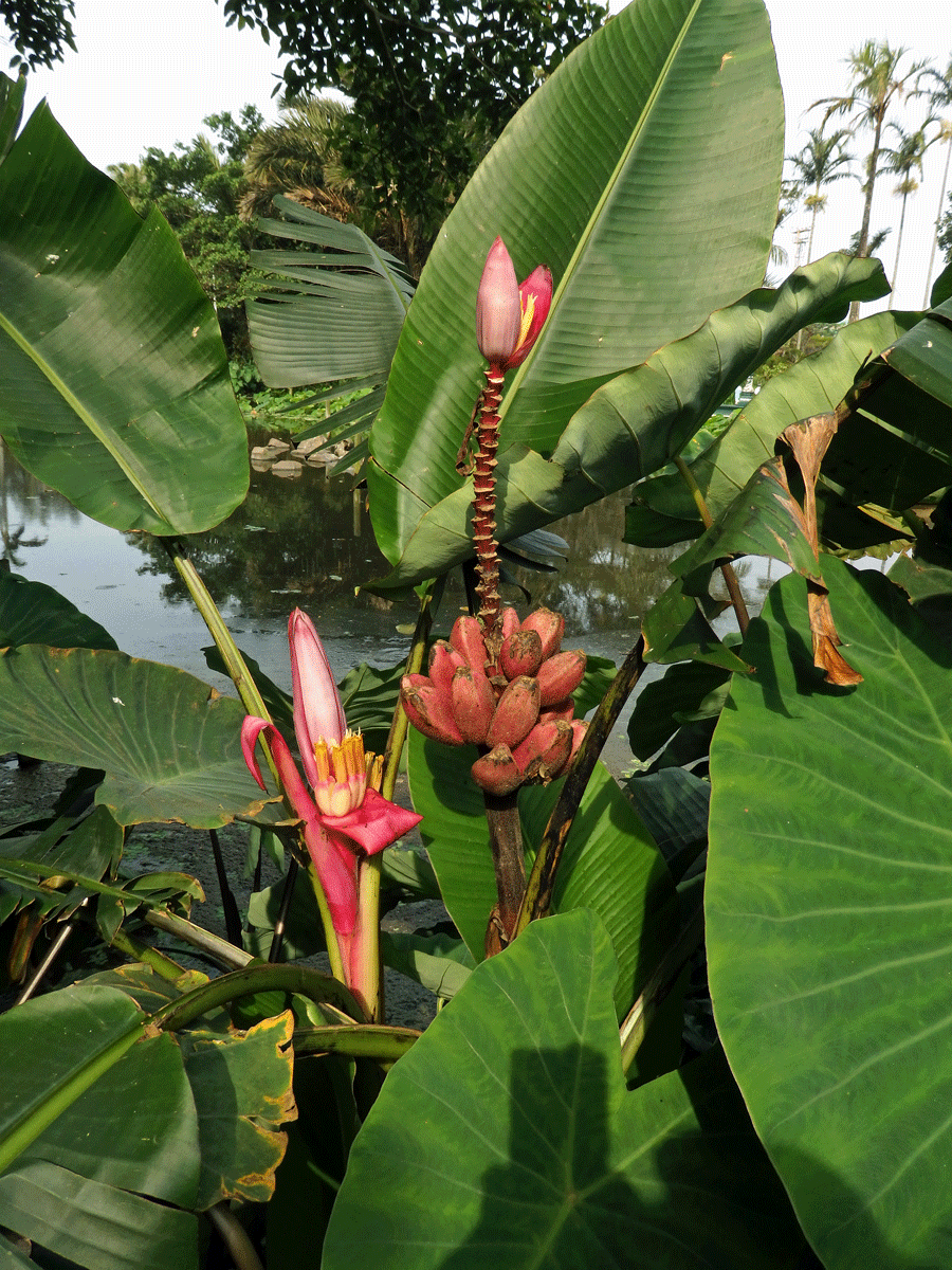 Banánovník (Musa velutina H. Wendl. & Drude)