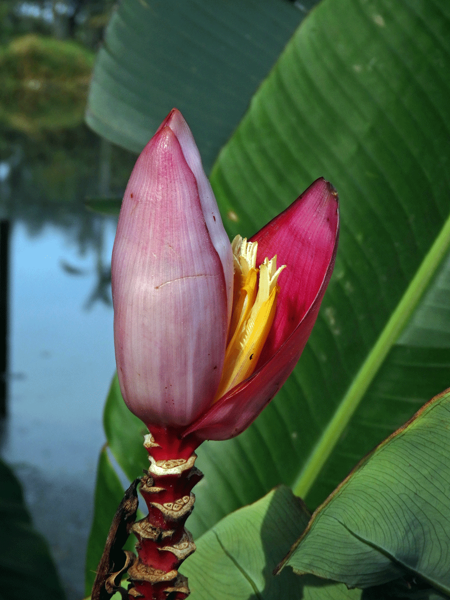 Banánovník (Musa velutina H. Wendl. & Drude)