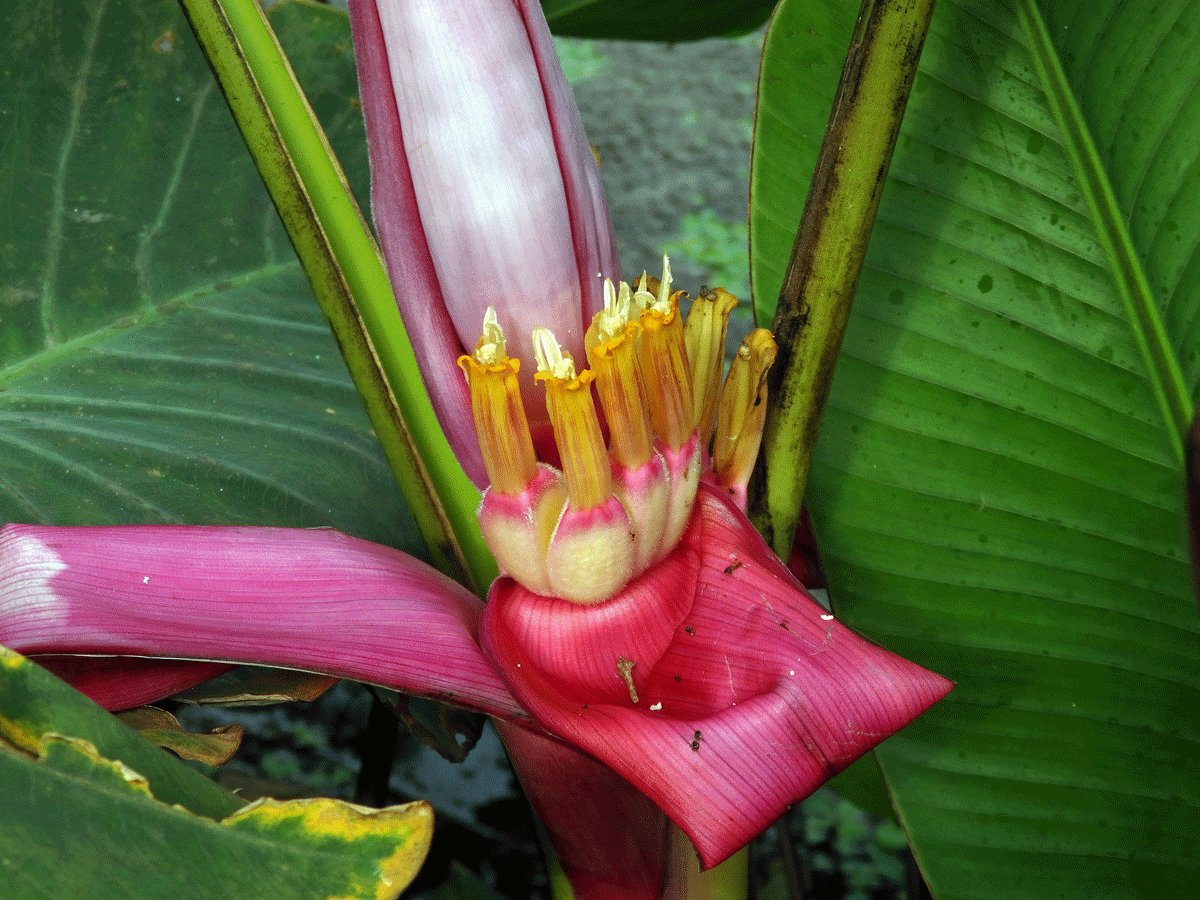 Banánovník (Musa velutina H. Wendl. & Drude)