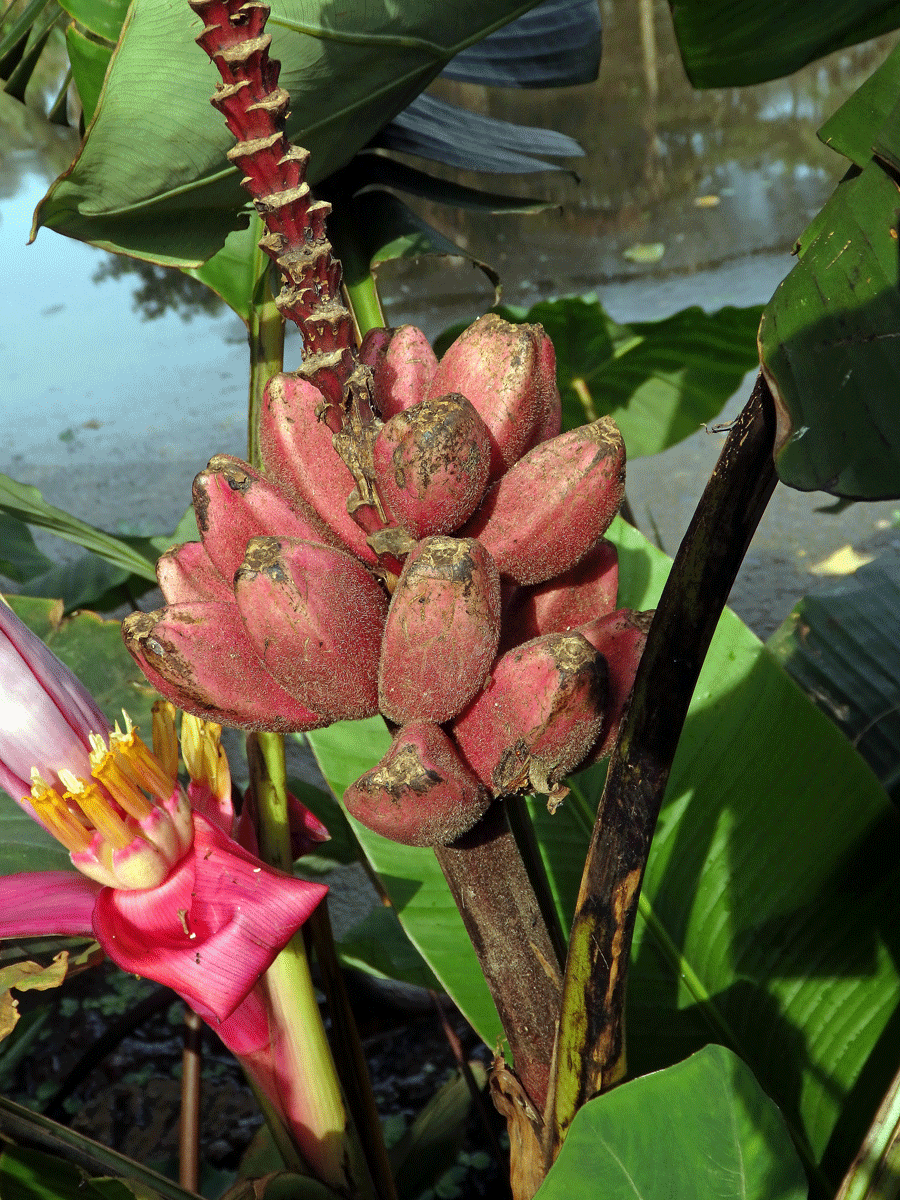 Banánovník (Musa velutina H. Wendl. & Drude)