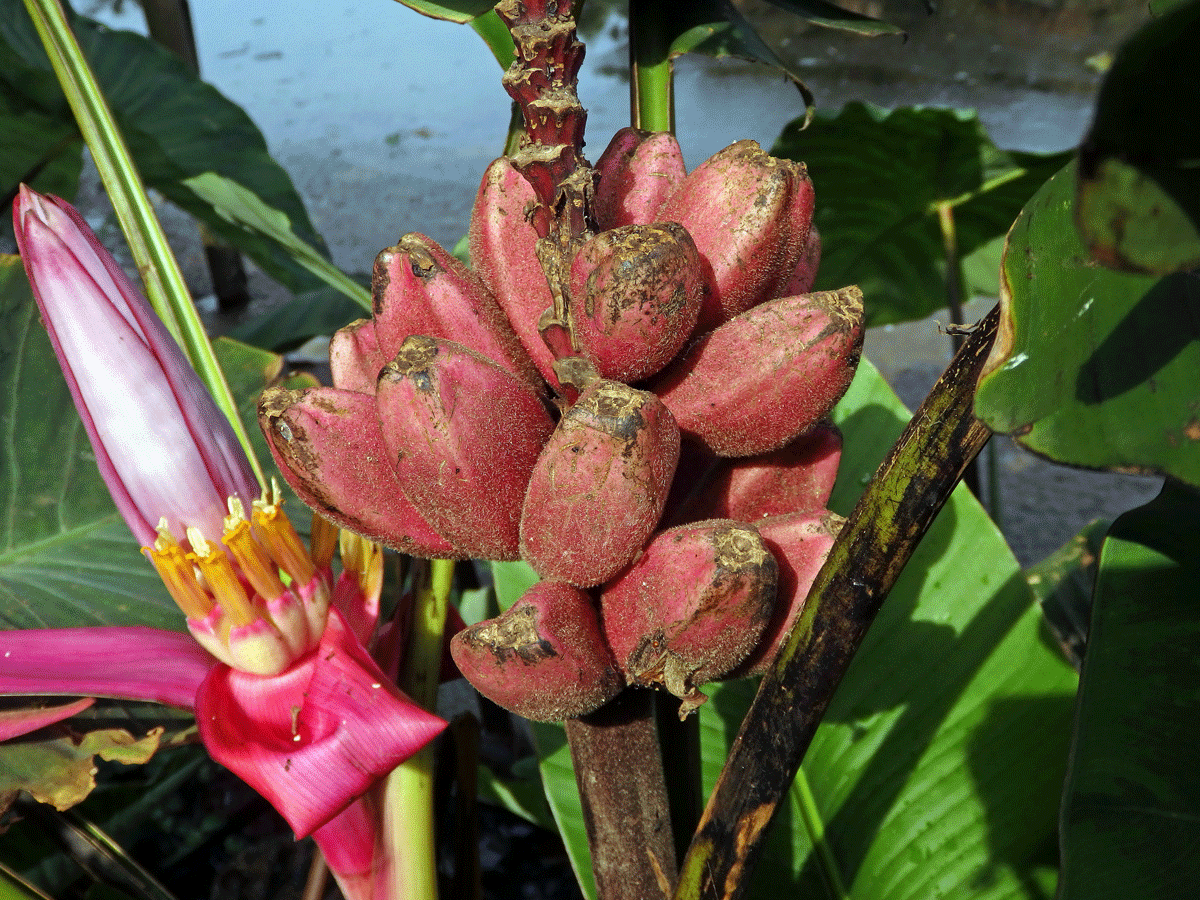 Banánovník (Musa velutina H. Wendl. & Drude)