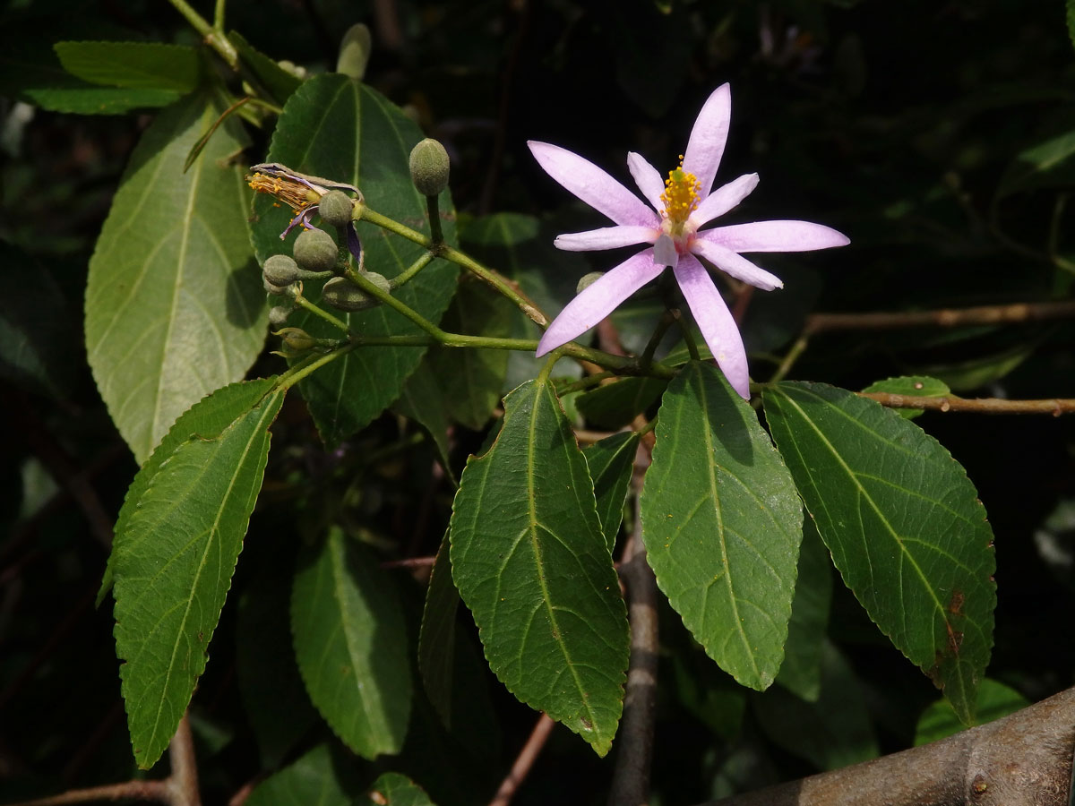 Blahokamýk (Grewia occidentalis L.)