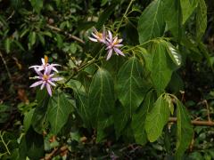 Blahokamýk (Grewia occidentalis L.)