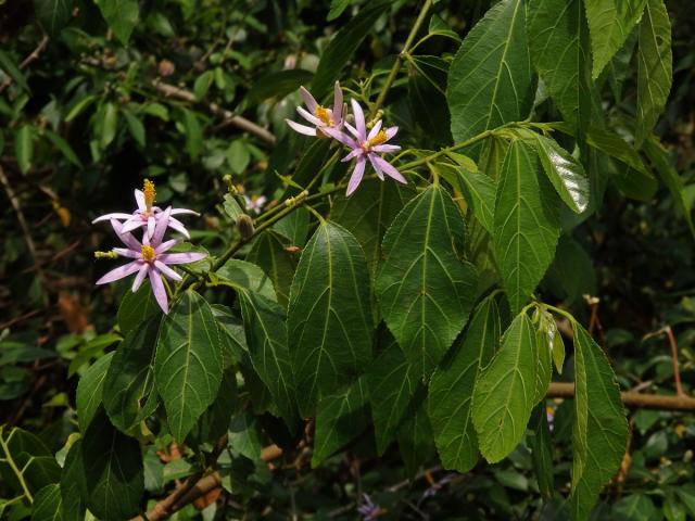 Blahokamýk (Grewia occidentalis L.)