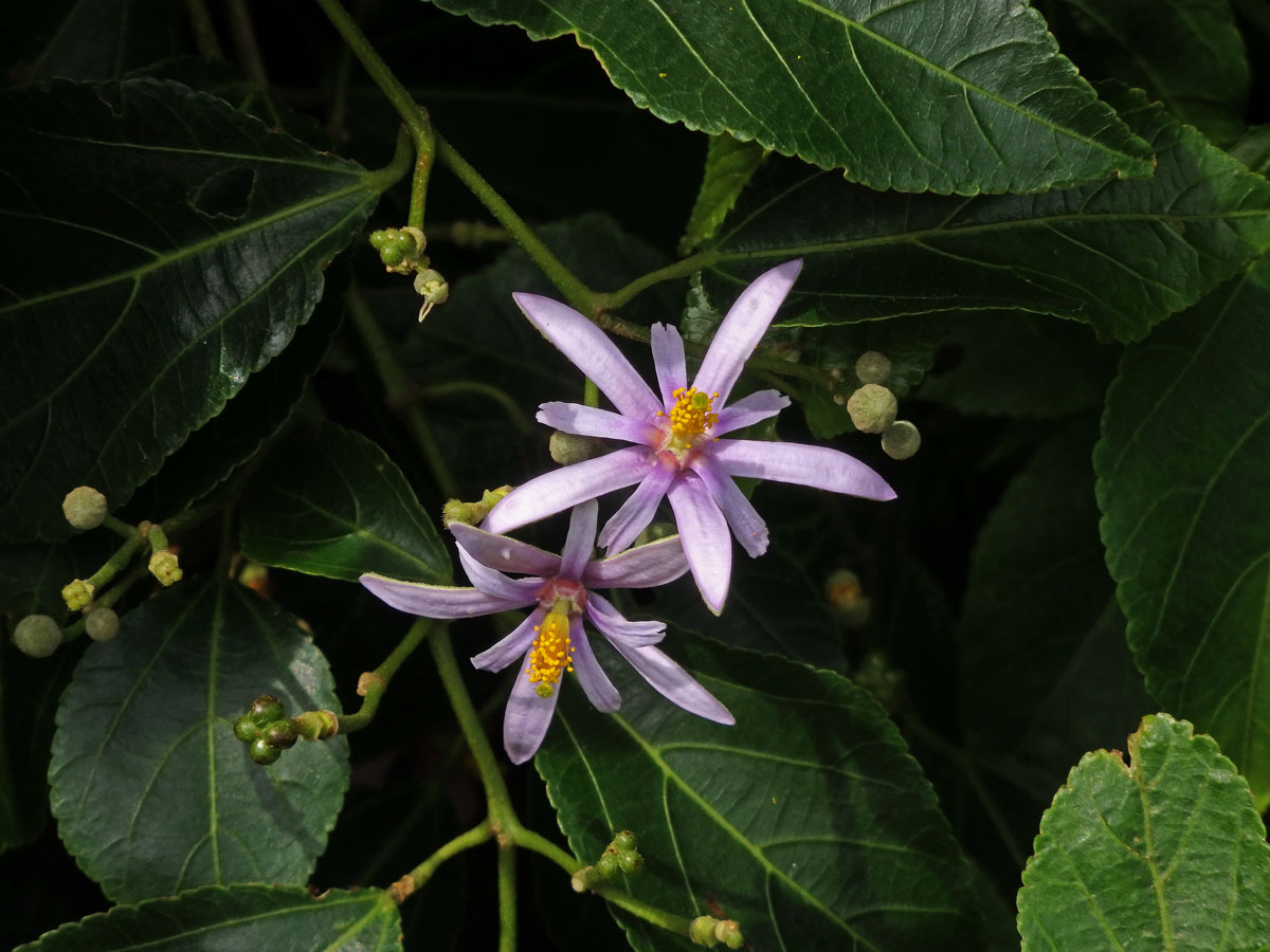 Blahokamýk (Grewia occidentalis L.)