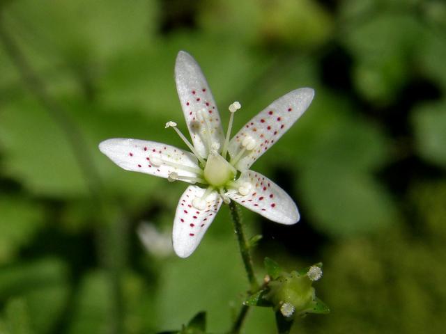 Lomikámen okrouhlolistý (Saxifraga rotundifolia L.)