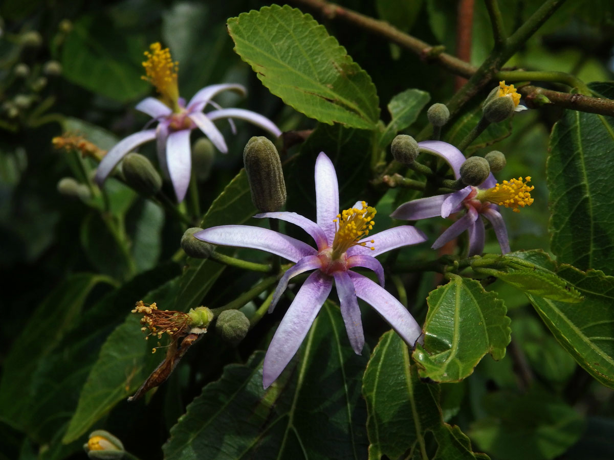 Blahokamýk (Grewia occidentalis L.)