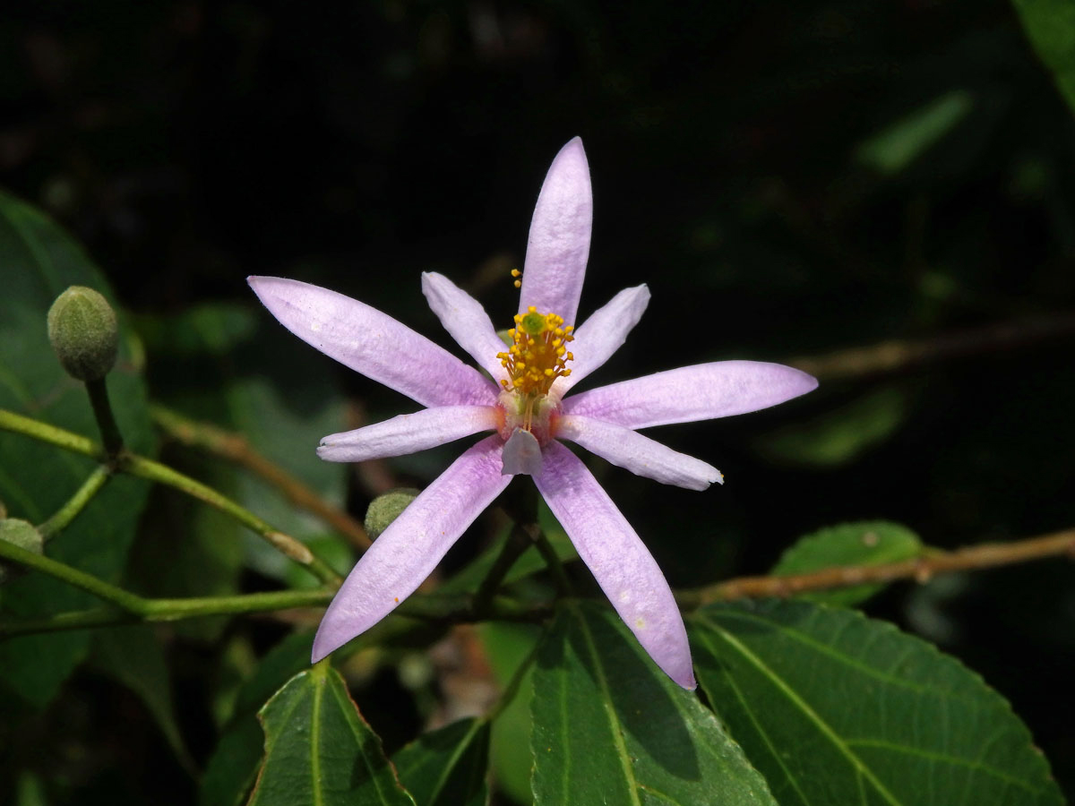 Blahokamýk (Grewia occidentalis L.)