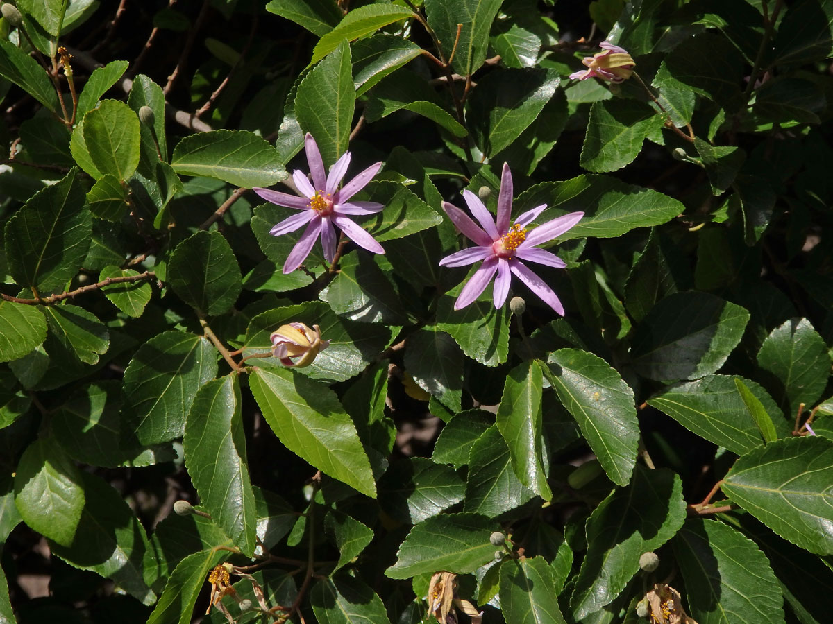 Blahokamýk (Grewia occidentalis L.)