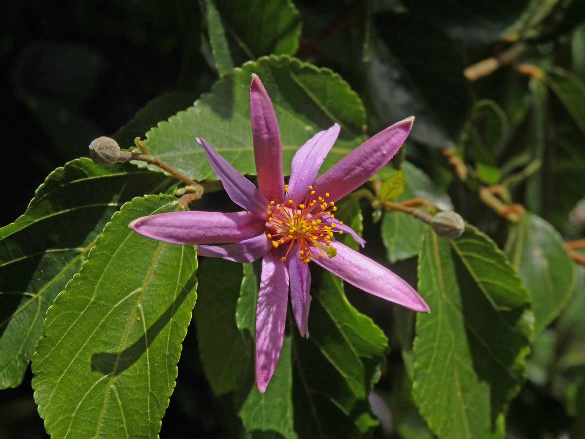 Blahokamýk (Grewia occidentalis L.)