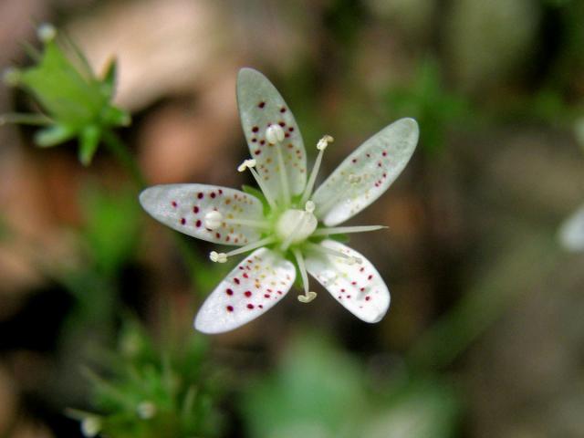 Lomikámen okrouhlolistý (Saxifraga rotundifolia L.)