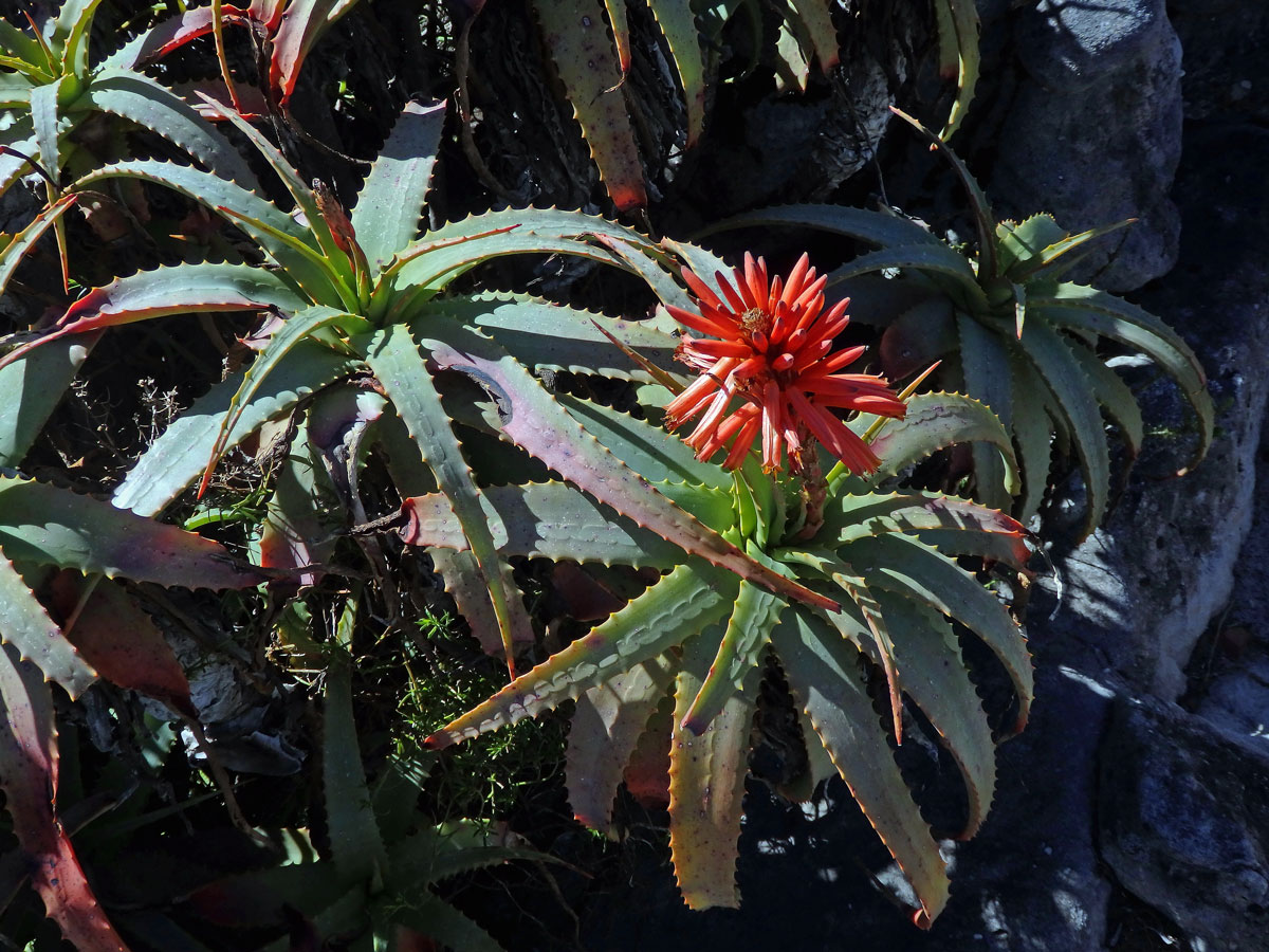 Aloe (Aloe succotrina Lam.)