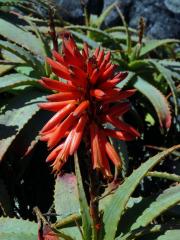 Aloe (Aloe succotrina Lam.)