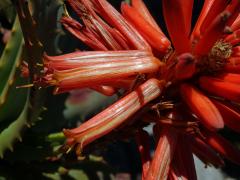 Aloe (Aloe succotrina Lam.)
