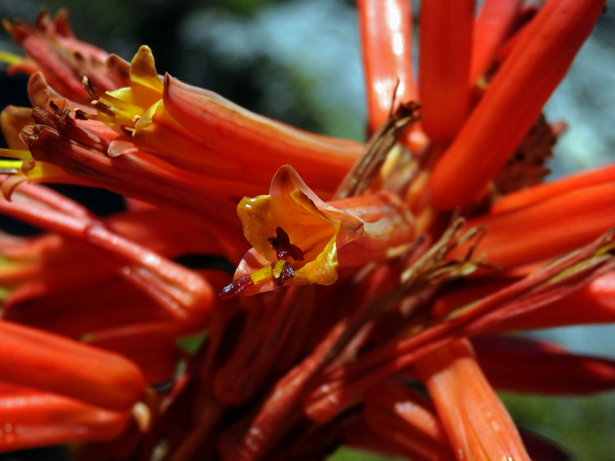 Aloe (Aloe succotrina Lam.)