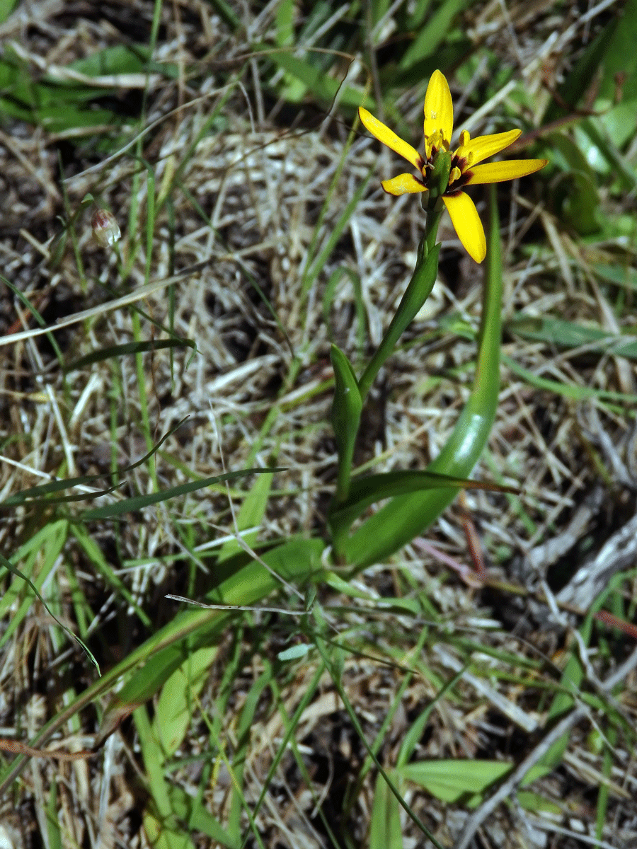 Baeometra uniflora (Jacq.) G. J. Lewis