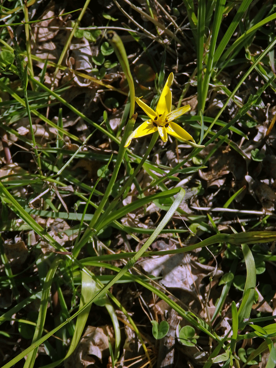 Baeometra uniflora (Jacq.) G. J. Lewis