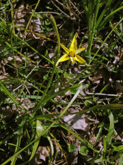 Baeometra uniflora (Jacq.) G. J. Lewis
