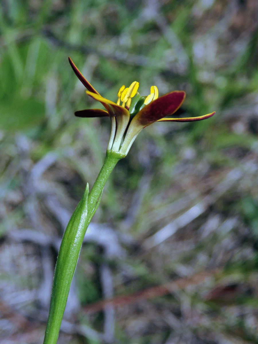 Baeometra uniflora (Jacq.) G. J. Lewis